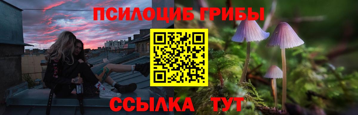 Новозыбков  Псилоцибиновые грибы прущие грибы  Вход с VPN 